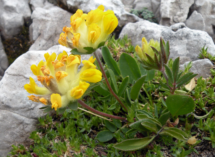 A zonzo sulle Dolomiti del Brenta